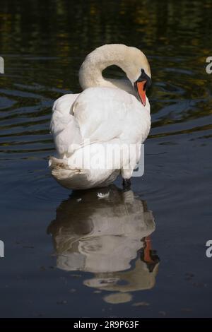 Single mute swan Cygnus olor reflected in water Wildfowl & Wetlands Trust; (WWT)  Slimbridge; UK Stock Photo