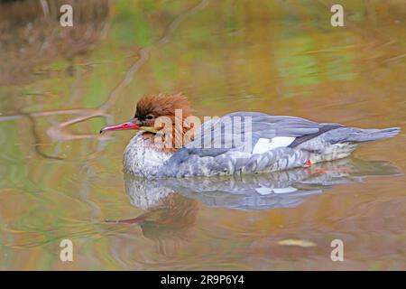 Common Merganser, Goosander (Mergus merganser), female on water. Germany Stock Photo