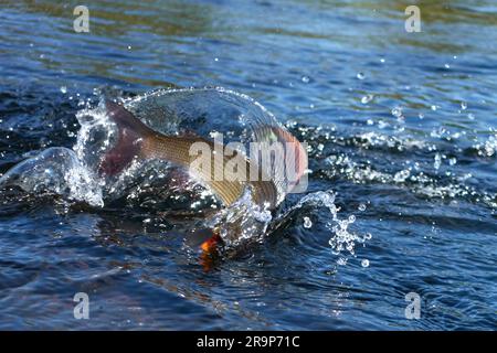 Hooked grayling jumping and fighting in an Arctic river caught with spinner lure by fisherman in Lapland in Sweden in Kiruna in August 2021. Stock Photo