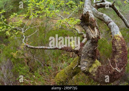 Sessile Oak (Quercus petraea) tree with fresh foilage growing by the Woodland Trail , Beinn Eighe NNR, Kinlochewe, Scotland, May 2022 Stock Photo