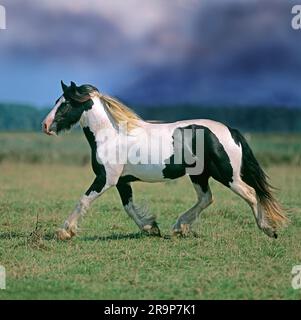 Irish Tinker. Piebald horse trotting on a pasture, seen against a stormy sky. Wales, Great Britain Stock Photo