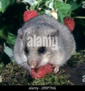 Edible Dormouse (Glis glis) eating a raspberry. Germany Stock Photo