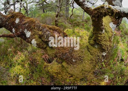 Silver Birch (Betula pedula) covered in crustose lichens, mosses and liverworts growing on branches, Beinn Eighe NNR, Scotland. Stock Photo