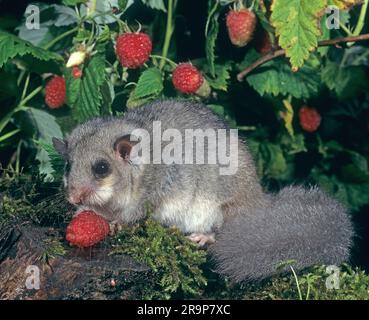 Edible Dormouse (Glis glis) eating a raspberry. Germany Stock Photo