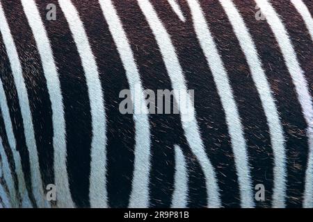 Grevy's Zebra (Equus grevyi), close-up of stripy pattern Stock Photo
