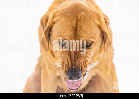 Broholmer. Portrait of an adult dog in snow, choking out the remains of a stick. Germany Stock Photo