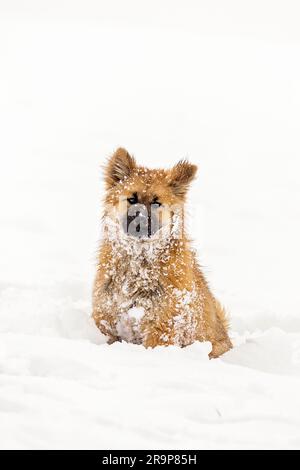 Eurasian. Puppy sitting in snow. Germany Stock Photo