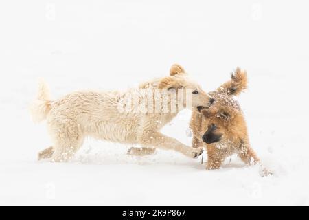 Eurasian and Kuvasz. Two puppies playing in snow. Germany Stock Photo