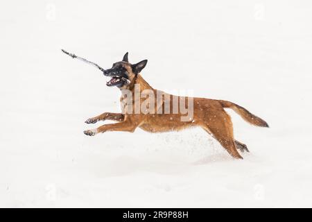 Belgian Shepherd, Malinois. Adult dog running in snow, carrying a stick. Germany Stock Photo