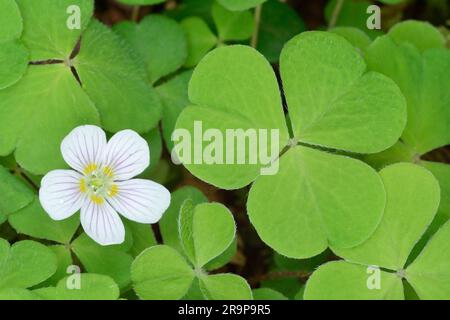 Wood Sorrel (Oxalis acetosella) growing by burn at the start of the Woodland Trail, Beinn Eighe NNR, Kinlochewe, Scotland, May 2022 Stock Photo