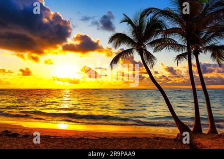 Silhouette coconut palm trees on beach at sunset in Punta Cana, Dominican Republic. Silhouette tropical palm tree with sun light on the beach against Stock Photo
