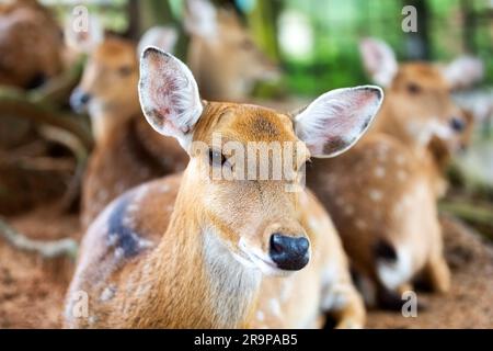 Portrait of a female sika deer. Spotted deer or axis deer in nature habitat. Herd of spotted deer resting in the meadow. Stock Photo