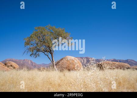 Acacia tree stands beside an orange rock in the desert. Damaraland, Namibia, Africa Stock Photo