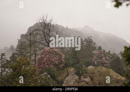 landscape photo of top of the fogy forest Stock Photo