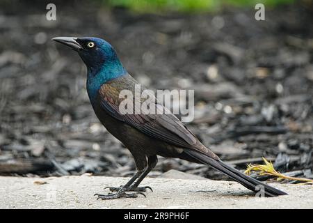 Male Common grackle bird Stock Photo