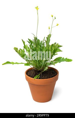 Fresh green wild rucola plant close up isolated on white background Stock Photo