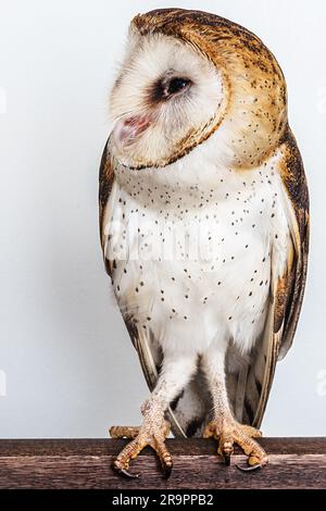 owl, high resolution owl photo isolated white background. Barn Owl, Catholic Owl, and Deathshroud, this species belongs to the Tytonidae family. Stock Photo