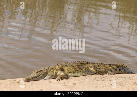 A Nile crocodile basking in the sun along a riverbank in the Kruger National Park, South Africa Stock Photo