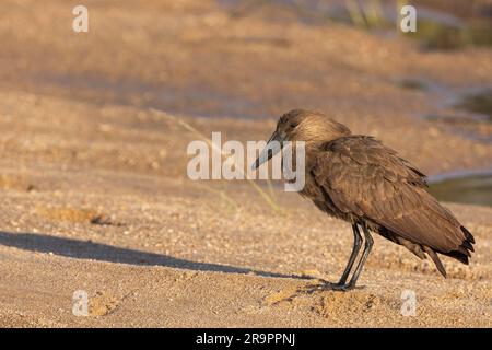 A Hamerkop enjoying the sunshine in the Kruger national Park, South Africa Stock Photo