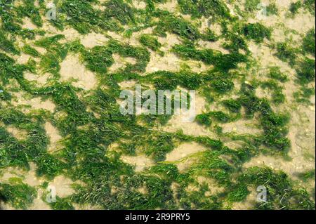 Grass kelp or gutweed (Ulva intestinalis or Enteromorpha intestinalis) is a green alga of tubular appearance. Chlorophyta. Ulvales. Ulvaceae. This pho Stock Photo