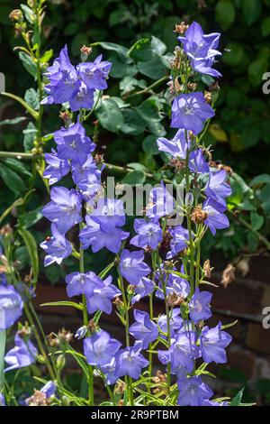 Canterbury bells (Campanula medium), flowering plant with blue mauve flowers in June, Hampshire, England, UK Stock Photo