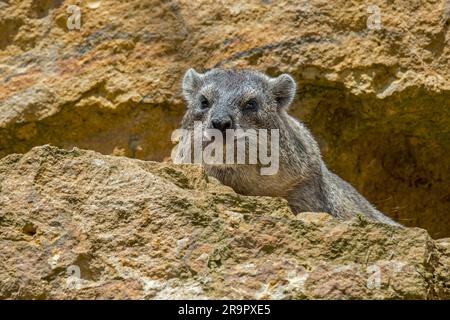 Rock hyrax / dassie / Cape hyrax / rock rabbit (Procavia capensis) on rock ledge basking in the sun, native to Africa and the Middle East Stock Photo