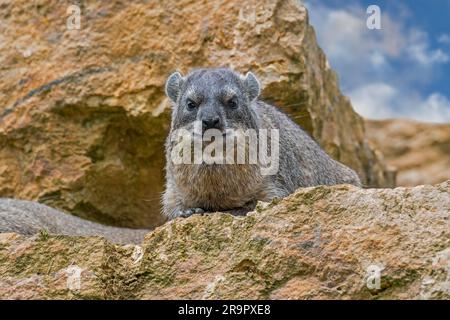 Rock hyrax / dassie / Cape hyrax / rock rabbit (Procavia capensis) resting on rock ledge, native to Africa and the Middle East Stock Photo