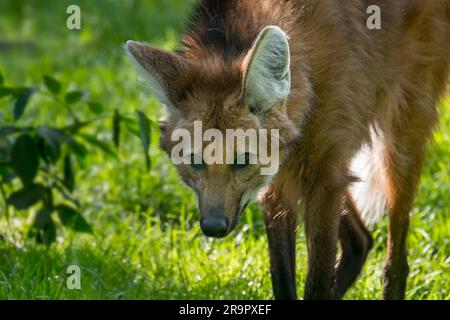 Maned wolf (Chrysocyon brachyurus / Canis brachyurus), large canine native to South America Stock Photo