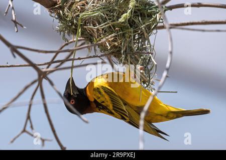 Village weaver / spotted-backed weaver (Ploceus cucullatus) male building nest with strips of grass blades in tree, native to sub-Saharan Africa Stock Photo
