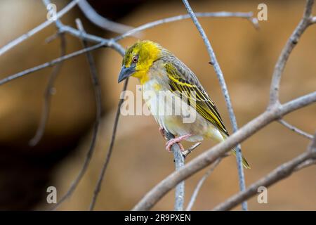 Village weaver / spotted-backed weaver (Ploceus cucullatus) female perched in tree, native to sub-Saharan Africa Stock Photo