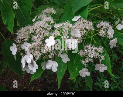 Attractive pinkish-white bracts of Hydrangea macrophylla Veitchii growing a shady woodland garden in Wales UK Stock Photo