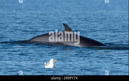 Common minke whale surfacing in the Arctic Ocean near North Cape in Northern Norway with seagull on the fore ground in August 2022. Stock Photo