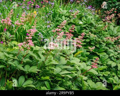 Rodgersia aesculifolia thriving in a shady bog garden in South Wales UK Stock Photo