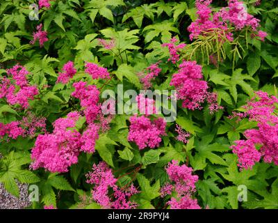 Filipendula ulmaria Rubra the attractive red garden variety of Meadowsweet growing in a damp woodland setting at Aberglasney in South Wales UK Stock Photo