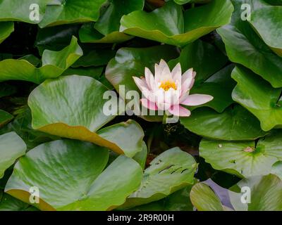 Large pink tinged flower and large leaves of the white water lily Nymphaea Marliacea Group 'Carnea' in a small lake of a UK garden Stock Photo