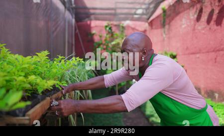 One black senior woman putting plant basket back to shelf in backyard garden. An African American older lady wearing green apron working in horticultu Stock Photo