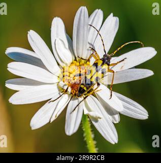 Black and Yellow Longhorn Beetle Rutpela maculata on Ox-eye Daisy at Latterbarrow in Cumbria UK Stock Photo