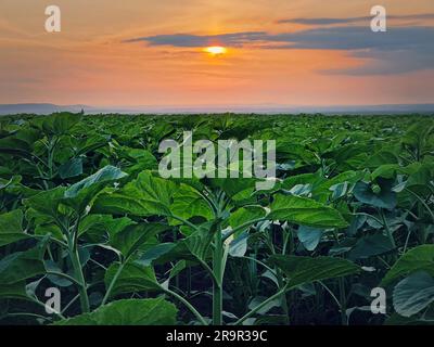 Growing sunflower plants in the field over sunset sky background Stock Photo