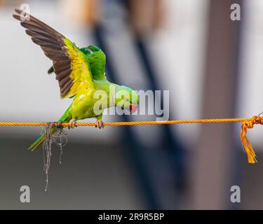 A Rose ringed parakeet ready to fly Stock Photo