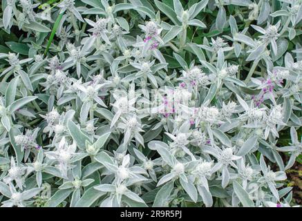 Flowers Stachys byzantina, gray flower background in nature Stock Photo