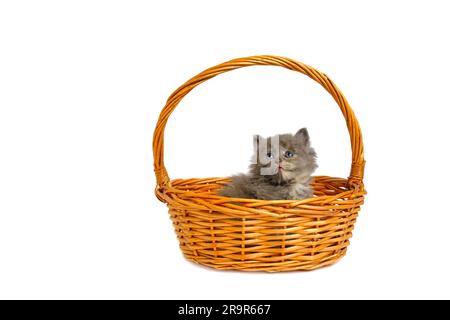 Gray and fluffy kitten is lying in basket white background, isolate Stock Photo