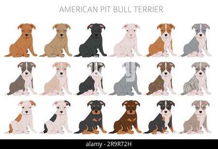 American pit bull terrier puppies clipart. Color varieties, infographic. Vector illustration Stock Vector