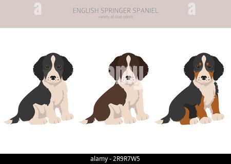 English springer spaniel puppies clipart. Different poses, coat colors set.  Vector illustration Stock Vector