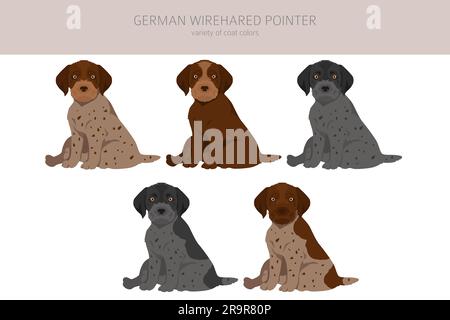 German wirehaired pointer puppies clipart. Different poses, coat colors set.  Vector illustration Stock Vector