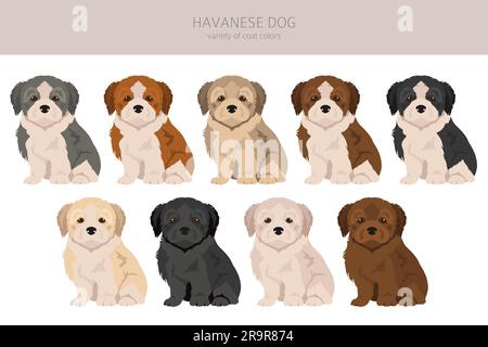 Havanese best sale coat types