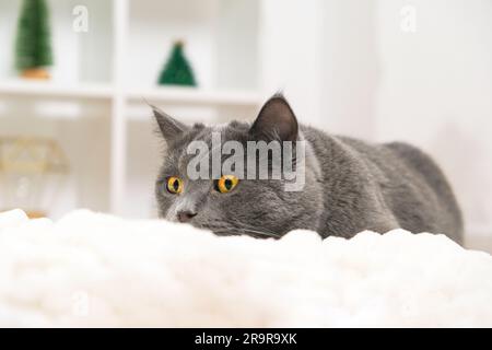 Grey cat chartreuse plays and hunts near the Christmas tree in anticipation of the holiday. New Year and Christmas. Pets. Christmas cat. Stock Photo