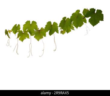 Vine branch with green leaves and tendrils isolated on white with clipping path included. Copy space Stock Photo