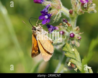 Large skipper, Rostfarbiger Dickkopffalter, Sylvaine, Ochlodes sylvanus, erdei busalepke, Hungary, Magyarország, Europe Stock Photo