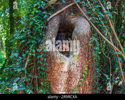 A hen takes up residence in a hollowed out tree trunk in order to keep its' eggs safe from harm Stock Photo