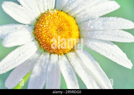 Bold, bright, sunny daisy flower with frosty, dewy white petals and a yellow centre growing in a green wildflower meadow in Scotland Stock Photo